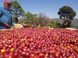 Natural Guji Peaberry Buku Sayisa